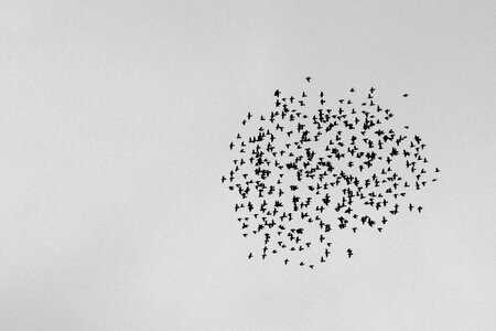 Group wings flight