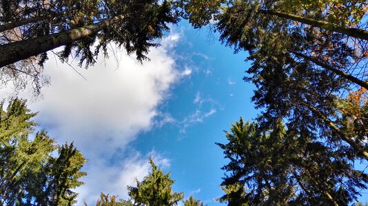 Nature view from the bottom of the