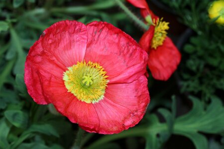 Spring romantic opium poppy