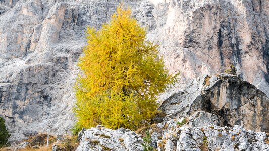 Fall color golden autumn yellow