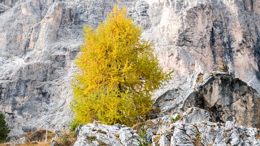 Fall color golden autumn yellow photo