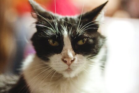 Love feline look sweet