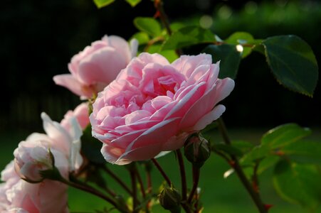 Romance flower rose bloom