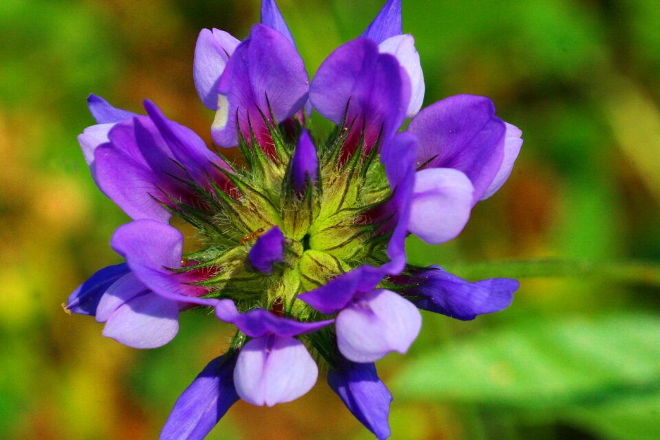 Grass bitumen flower nature