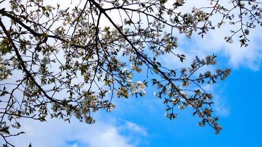 Spring flowers cherry tree blue sky