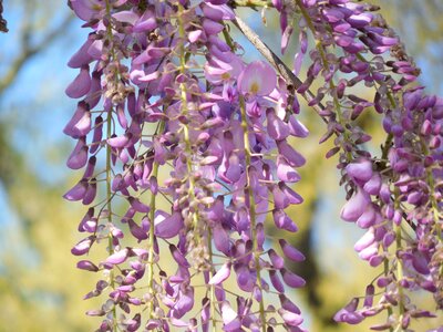 Flower white lilac