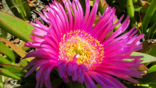 Bloom focus spring