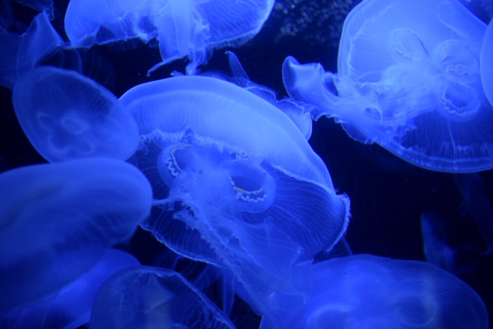 Blue marine life aquarium
