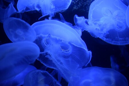 Blue marine life aquarium photo