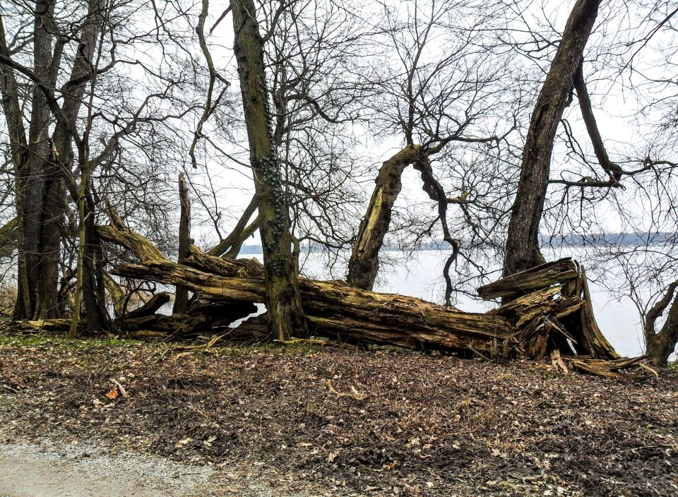 Plant branches spring
