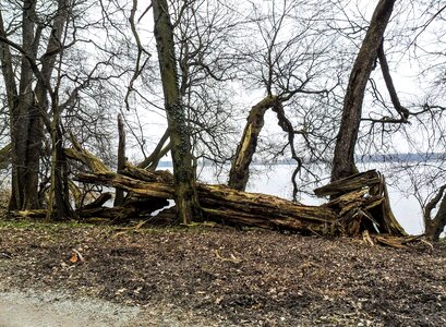 Plant branches spring
