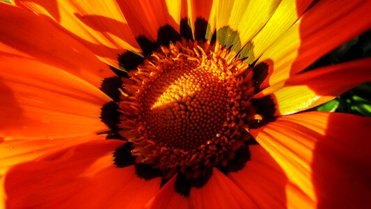 Garden blossom macro