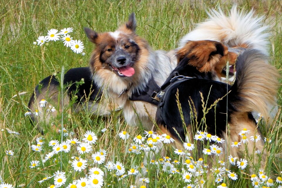 Meadow flower meadow dog on meadow