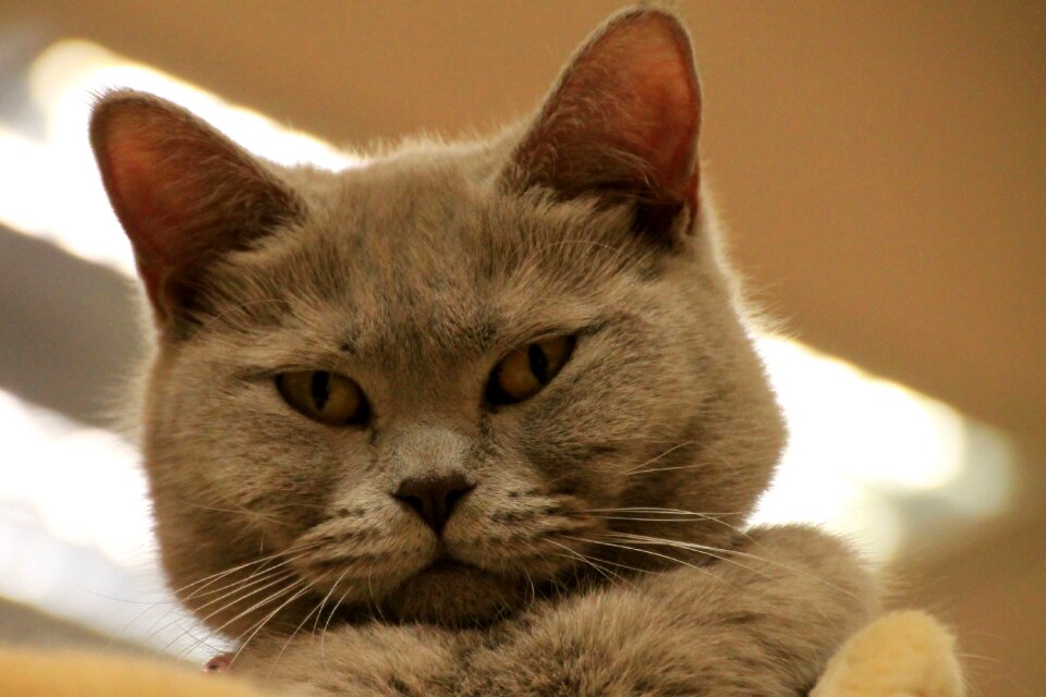 Pet domestic cat animal