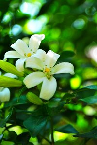 Glass white flowers flowers