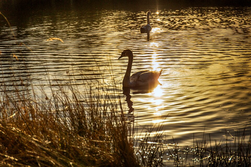 Backlighting mood golden