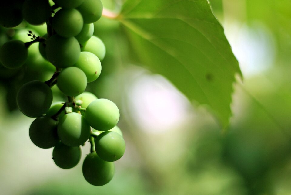 Green nature foliage