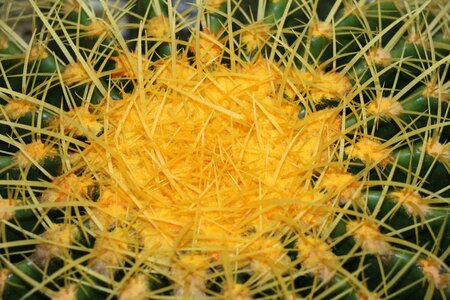 Cactus clear plant