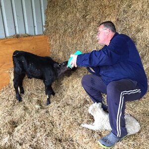 Animal feeding