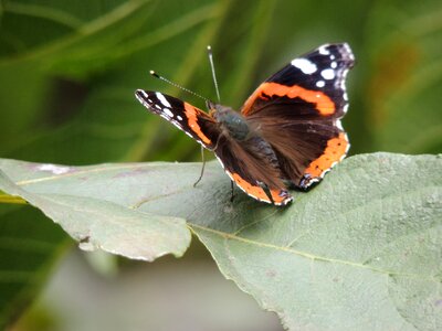 Nature animals butterfly photo