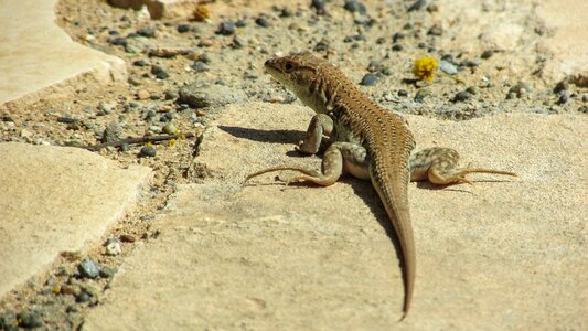 Wildlife nature fauna