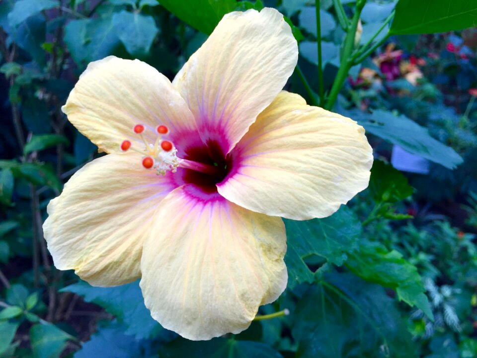 Tropical nature bloom
