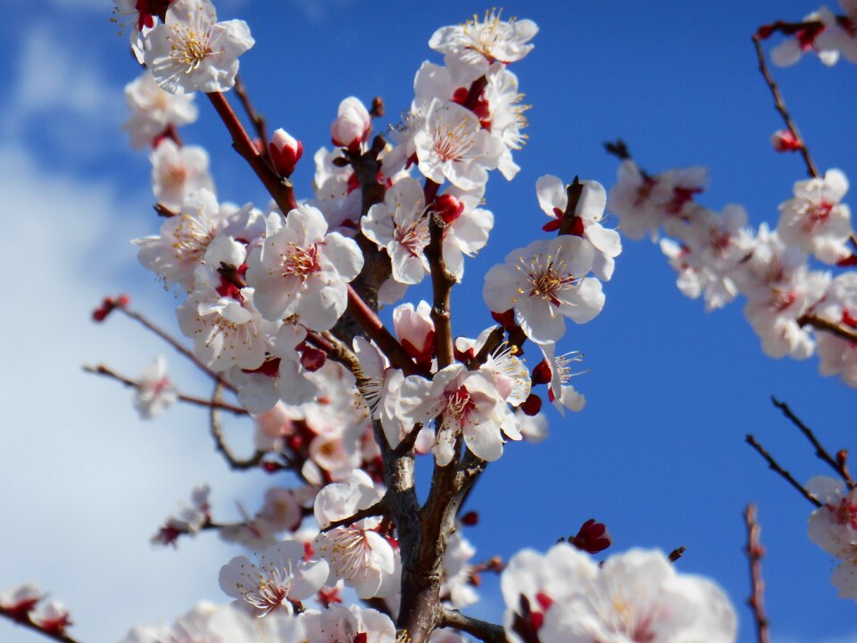 Plum blossoms plant blossom