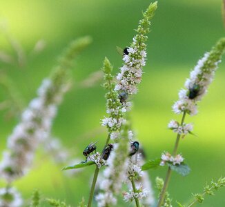 Flowers nature vermin photo