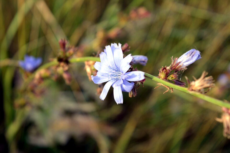 Flowers flowers of the field meadow