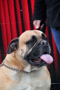 Purebred pet canine