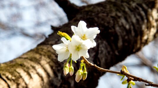 Spring flowers cherry tree blue sky