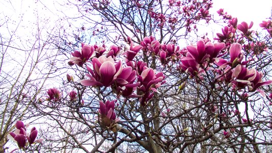 Magnolia spring spring flowers photo