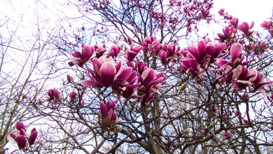 Magnolia spring spring flowers