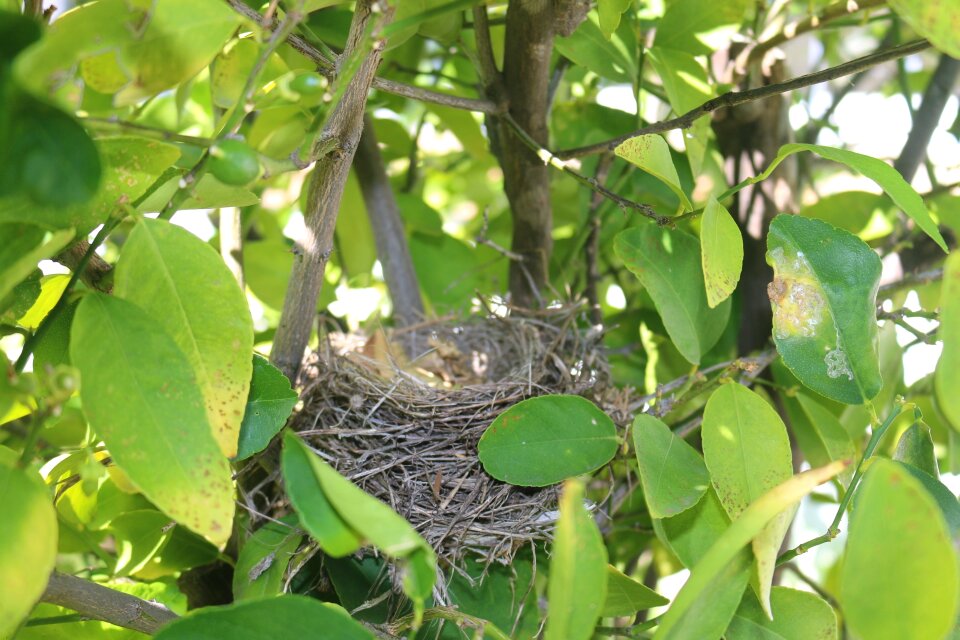 Bird nest wildlife outdoor