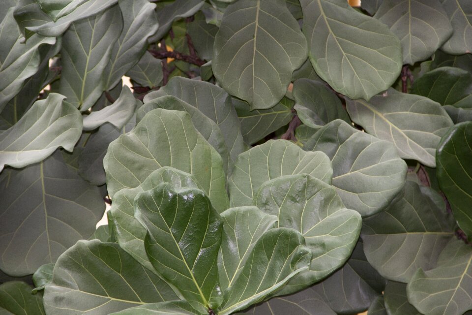 Green nature green leaves