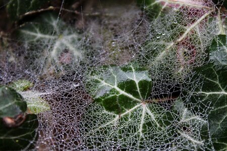 Dew ivy morning