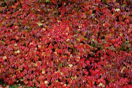 Colorful fall color golden autumn photo