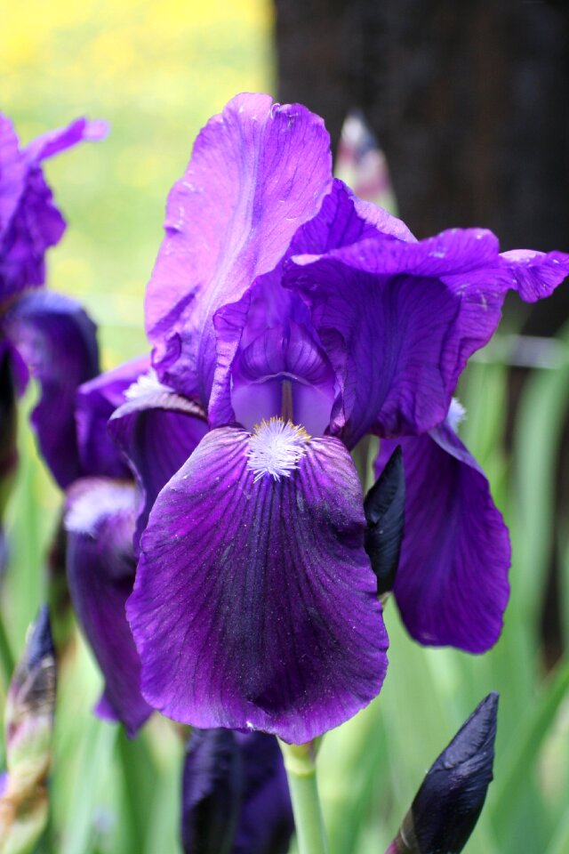 Spring blossom petal photo