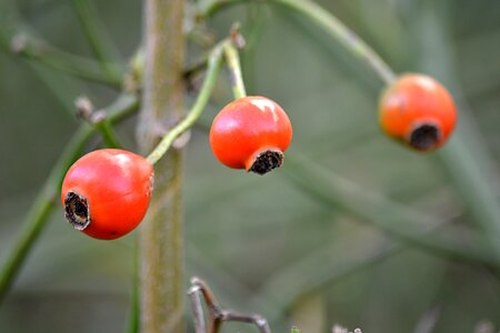 Red balls red botany photo