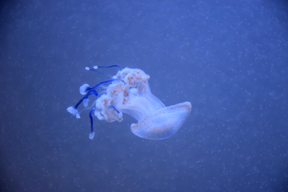 Aquarium creature underwater