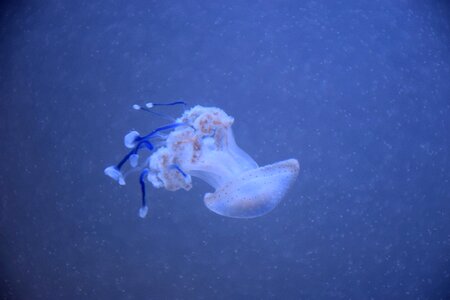 Aquarium creature underwater photo