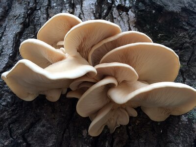 Fungi fungus brown rain photo