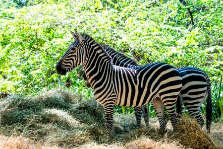 Animals nature trail