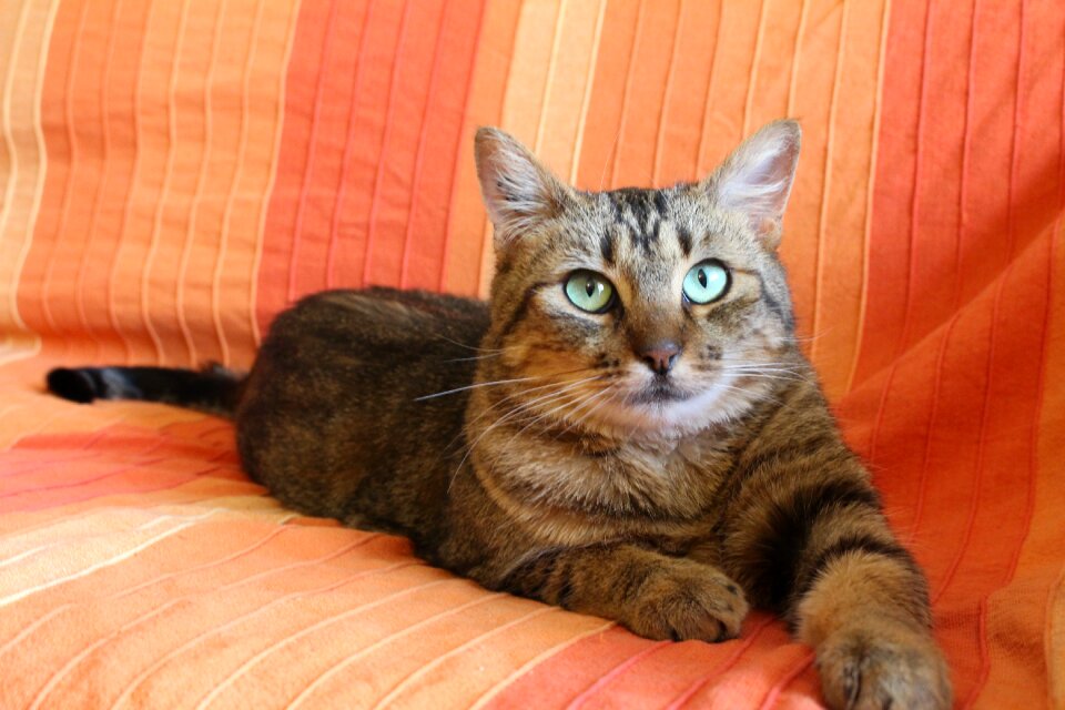 Tabby cat green cat eyes cat lying