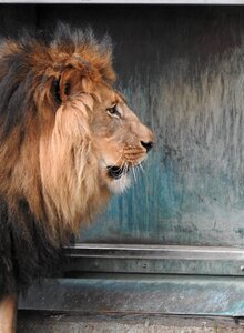 Lion predator mane photo