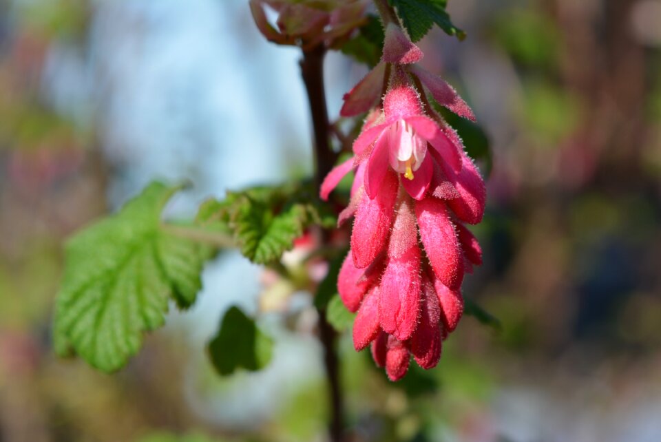 Nature plant false johannisbeere