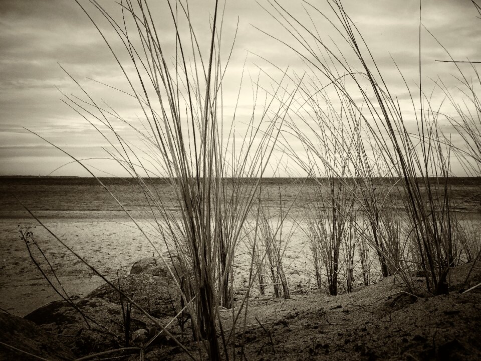 Ship grass black and white
