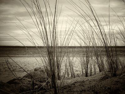 Ship grass black and white