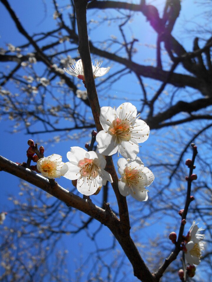 White plum flowers plant