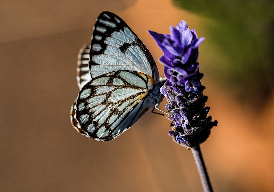 Lavender summer garden